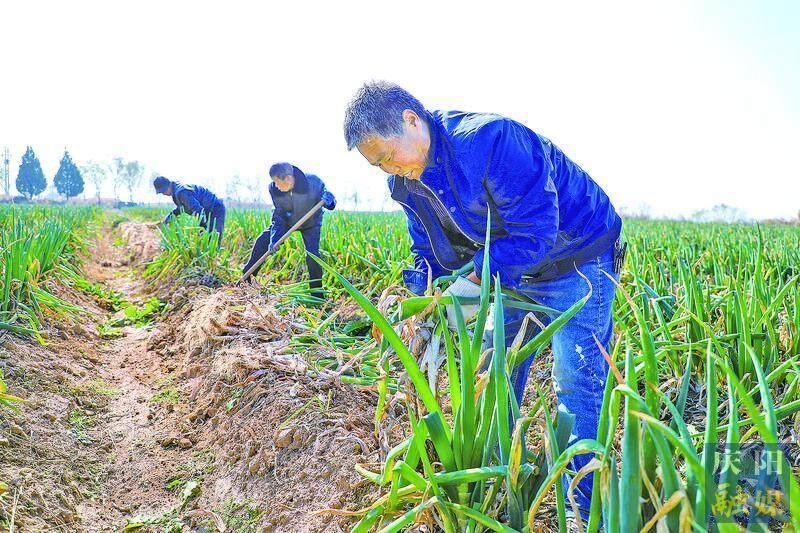 【鄉村行 看振興】顯勝鄉冉李村 黨建引領鄉村全面振興